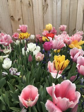 Bulk Landscape Mixture Tulip Bulbs - Tulipa Triumph (Aprox. 40 lbs.)